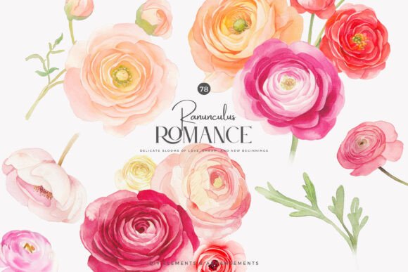 Download Ranunculus Clipart Blush Florals Set - Floral Collection